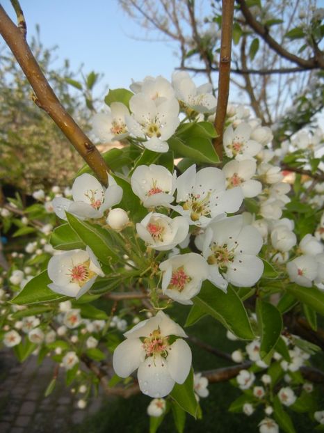 Pear Tree Blossom (2018, April 13) - Pear Tree_Par Napoca