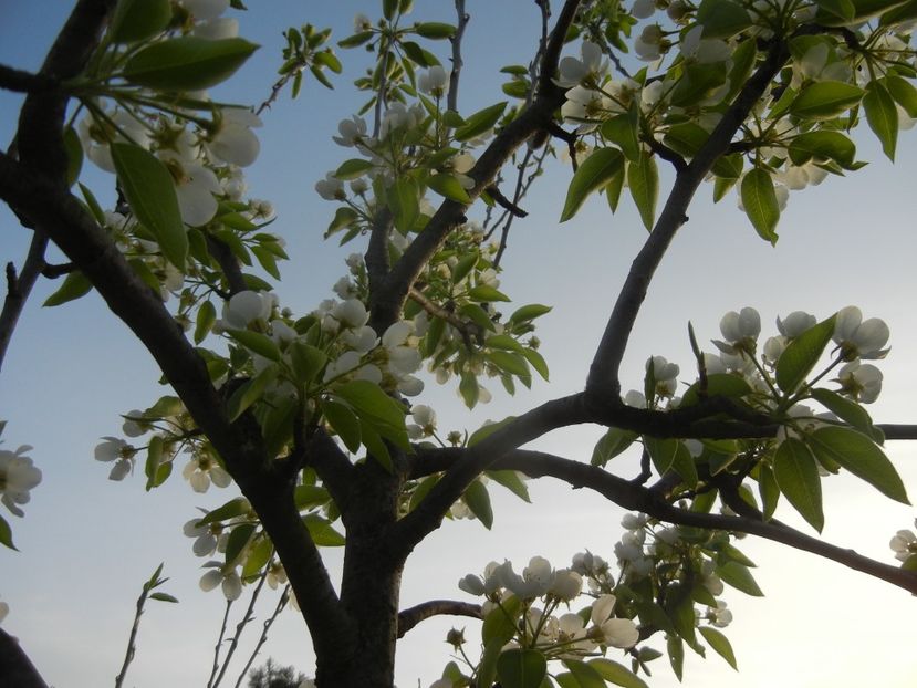 Pear Tree Blossom (2018, April 13) - Pear Tree_Par Napoca