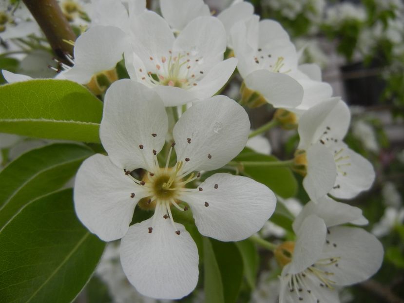 Pear Tree Blossom (2018, April 15) - Pear Tree_Par Napoca
