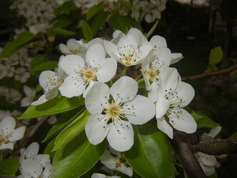 Pear Tree Blossom (2018, April 17) - Pear Tree_Par Napoca