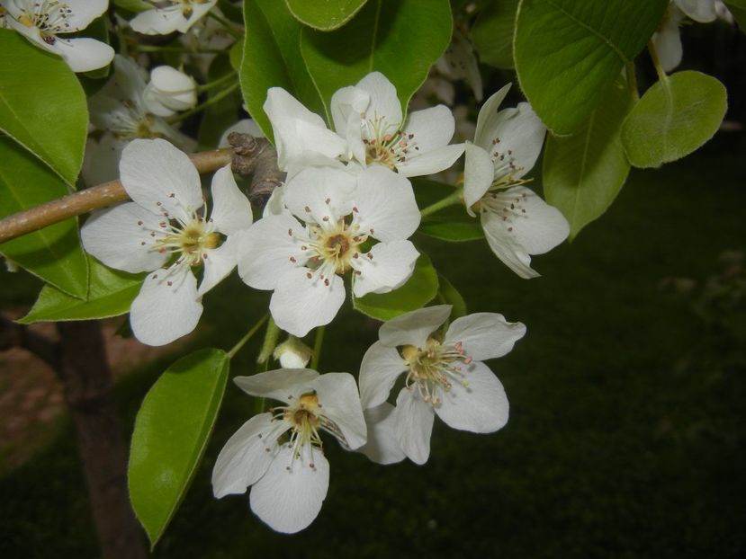 Pear Tree Blossom (2018, April 17) - Pear Tree_Par Napoca