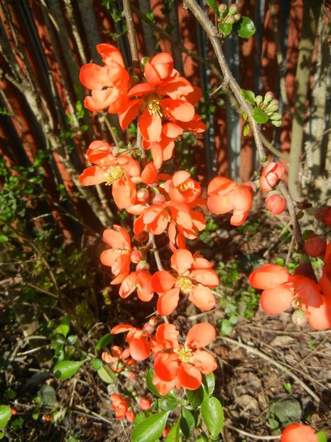 Chaenomeles japonica (2018, April 13) - Chaenomeles japonica