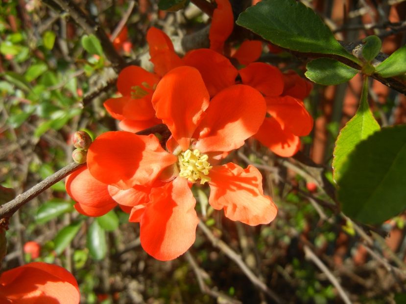 Chaenomeles japonica (2018, April 13) - Chaenomeles japonica