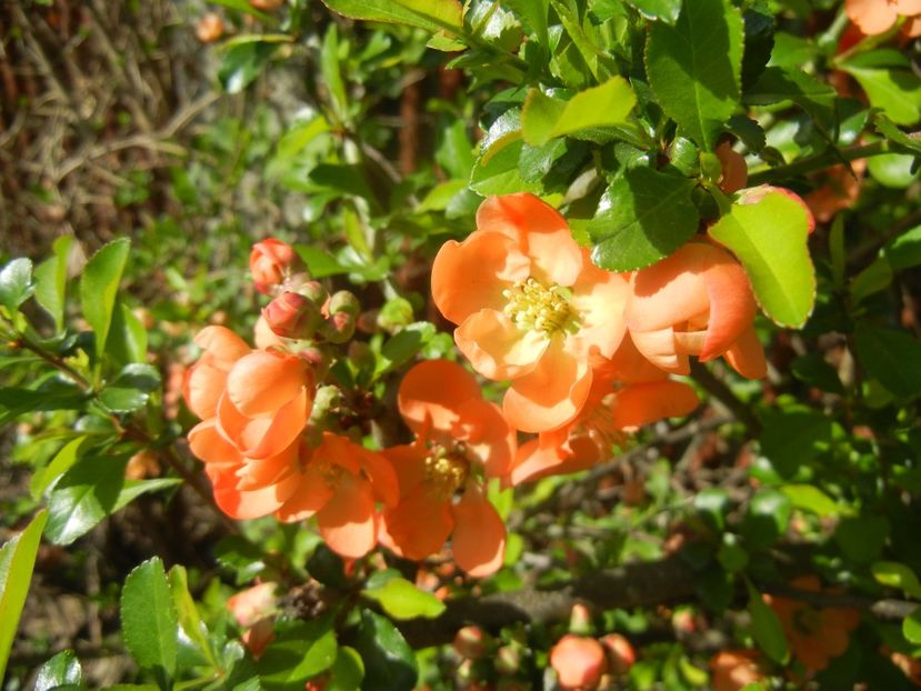 Chaenomeles japonica (2018, April 13) - Chaenomeles japonica