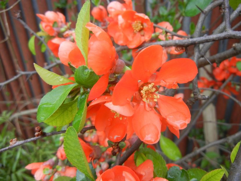 Chaenomeles japonica (2018, April 15) - Chaenomeles japonica