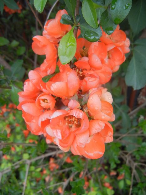 Chaenomeles japonica (2018, April 15) - Chaenomeles japonica