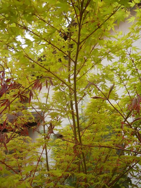 Acer palmatum Katsura (2018, April 15) - Acer palmatum Katsura
