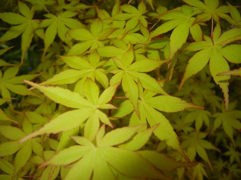 Acer palmatum Katsura (2018, April 17) - Acer palmatum Katsura