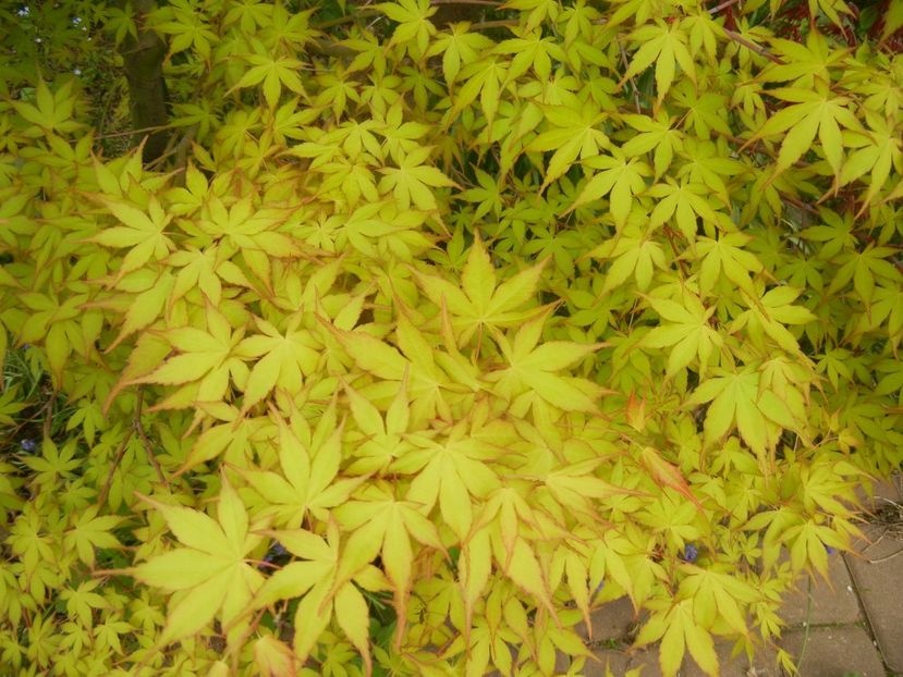 Acer palmatum Katsura (2018, April 17) - Acer palmatum Katsura