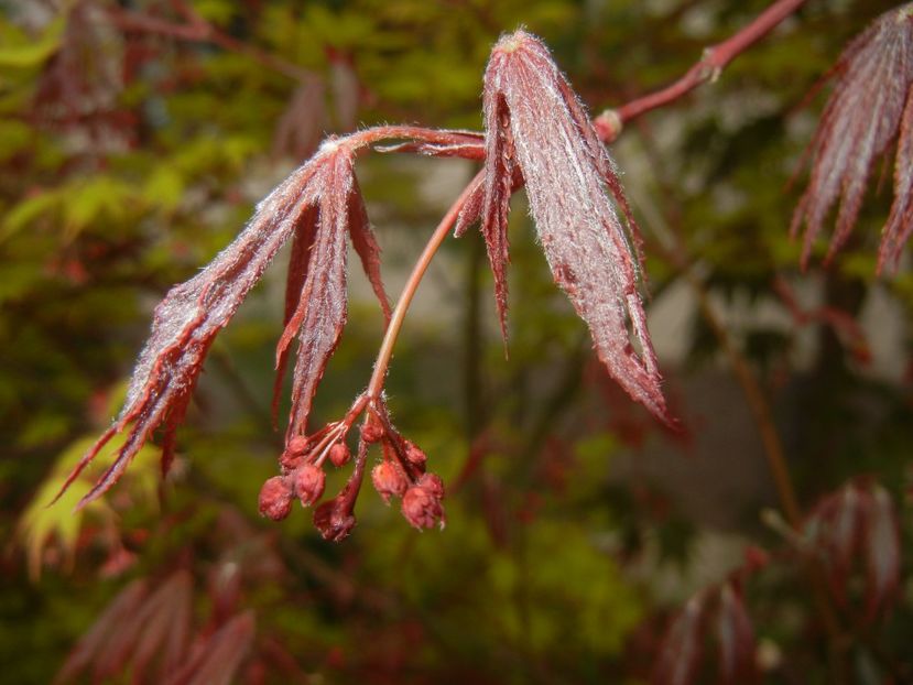 Acer palmatum Bloodgood (2018, Apr.17) - Acer palmatum Bloodgood