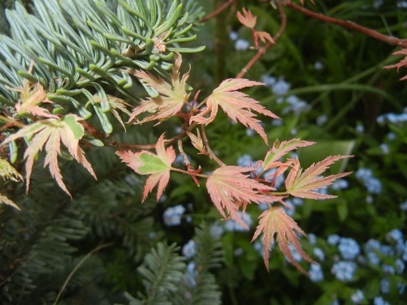 Acer palmatum Butterfly (2018, Apr.19) - Acer palmatum Butterfly