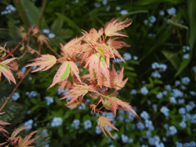 Acer palmatum Butterfly (2018, Apr.19) - Acer palmatum Butterfly