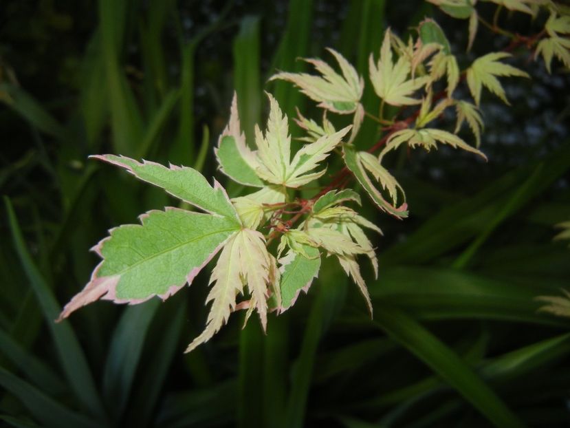 Acer palmatum Butterfly (2018, Apr.27) - Acer palmatum Butterfly