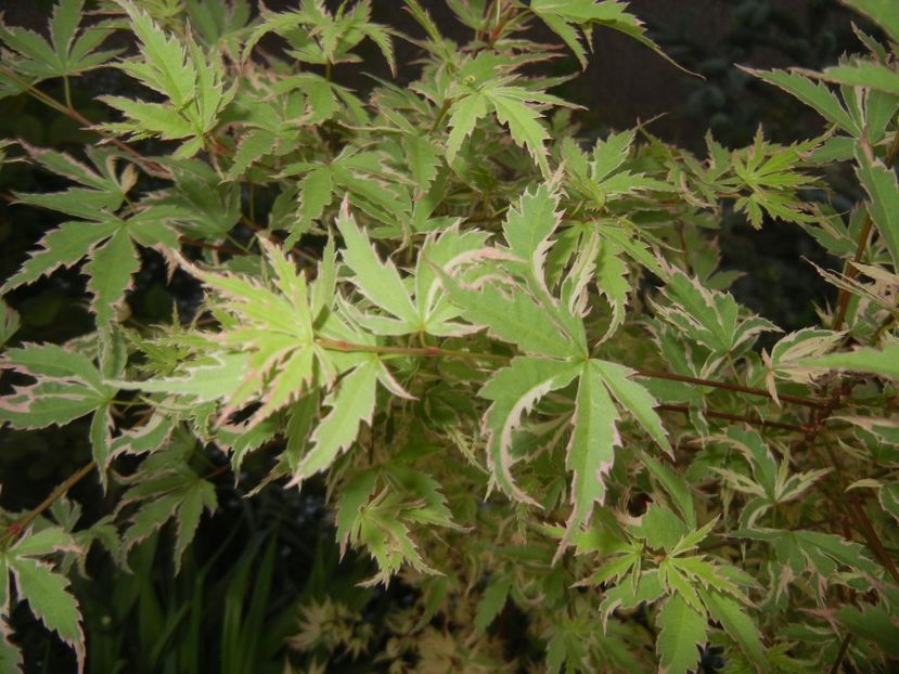 Acer palmatum Butterfly (2018, Apr.27) - Acer palmatum Butterfly