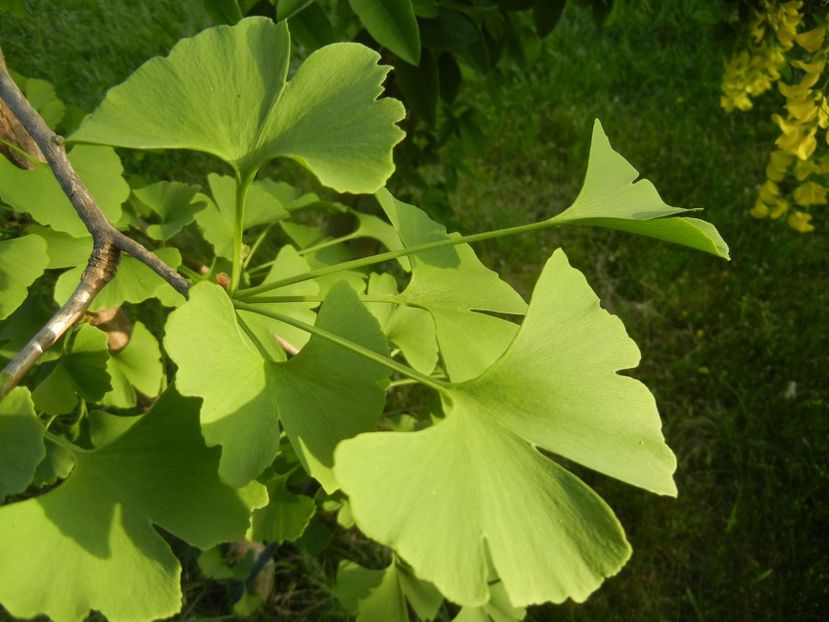 Gingko biloba (2018, April 30) - Gingko biloba