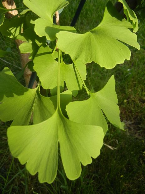 Gingko biloba (2018, April 30) - Gingko biloba