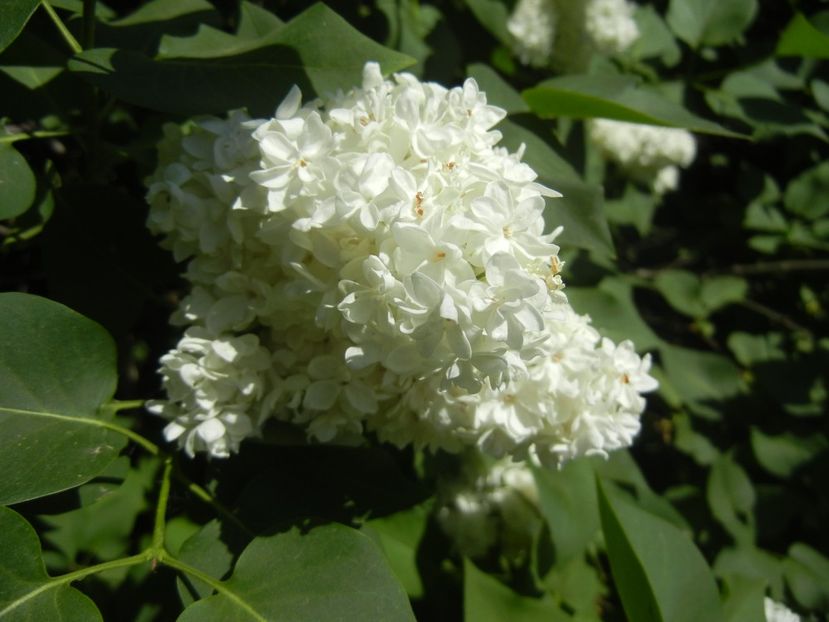 White Lilac Tree (2018, April 29) - Syringa vulgaris White