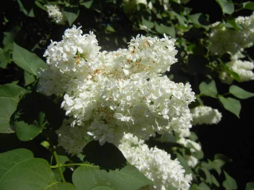 White Lilac Tree (2018, April 29) - Syringa vulgaris White