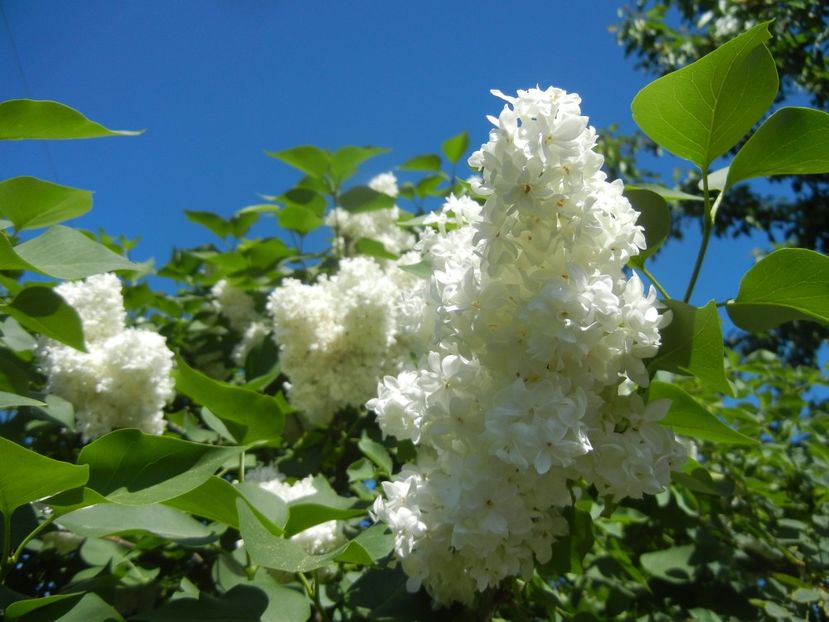 White Lilac Tree (2018, April 29) - Syringa vulgaris White