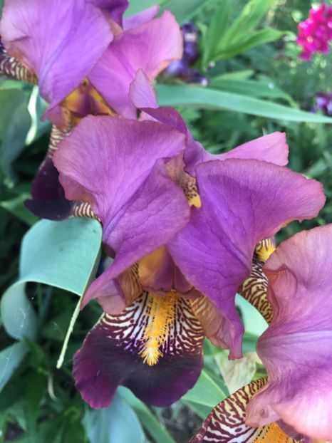 CCD18152-4771-470A-94D2-6988BB45735B - Iriși 2018