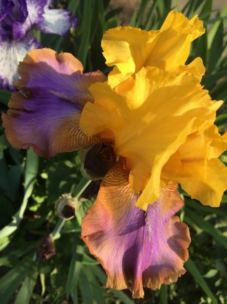 AE4B73E7-E4B9-48D2-AF73-2C5E2A455613 - Iriși 2018