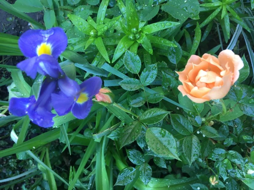 5A483A0C-DB6A-46EB-B344-473BC4475A6E - Iriși 2018