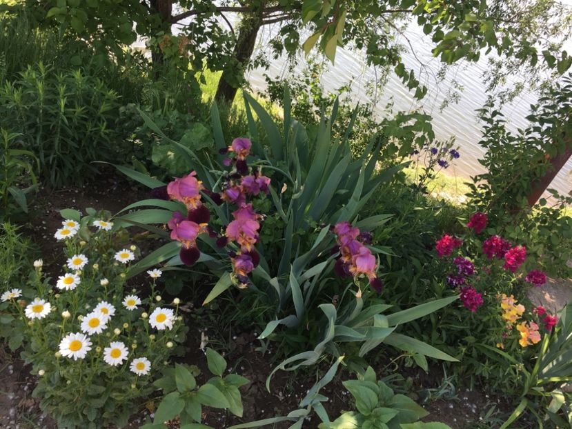 50B9AE74-B9FC-4FAA-8B25-012FABAEE072 - Iriși 2018