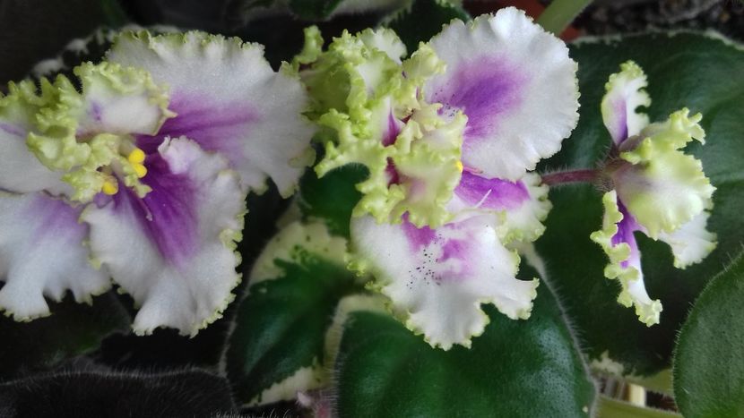  - Florile mele