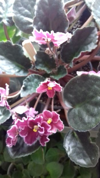  - Florile mele