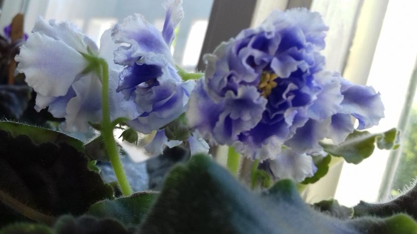  - Florile mele