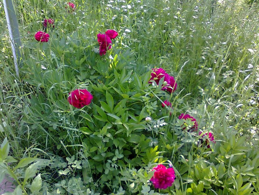 Fotografie3837 - 2018 ÎNCEPUT DE luna MAI