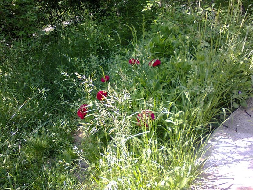 Fotografie3838 - 2018 ÎNCEPUT DE luna MAI