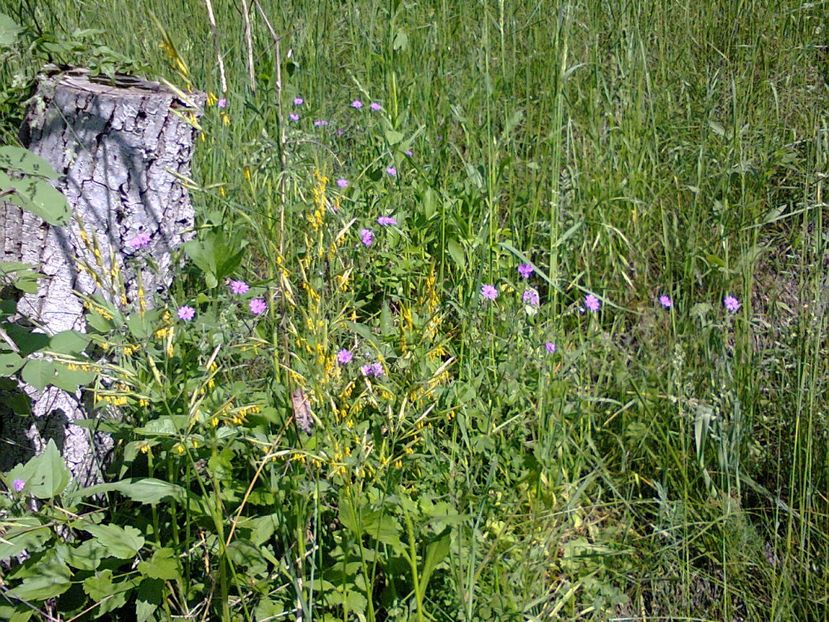 Fotografie3839 - 2018 ÎNCEPUT DE luna MAI