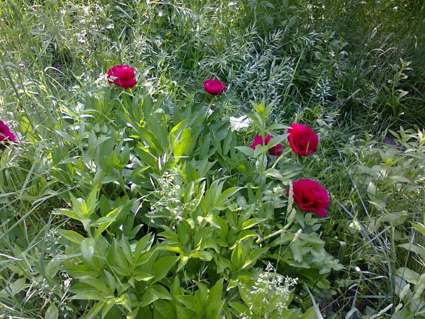 Fotografie3840 - 2018 ÎNCEPUT DE luna MAI