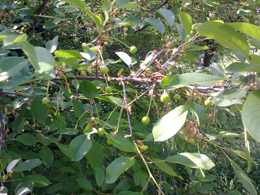 Fotografie3848 - 2018 ÎNCEPUT DE luna MAI