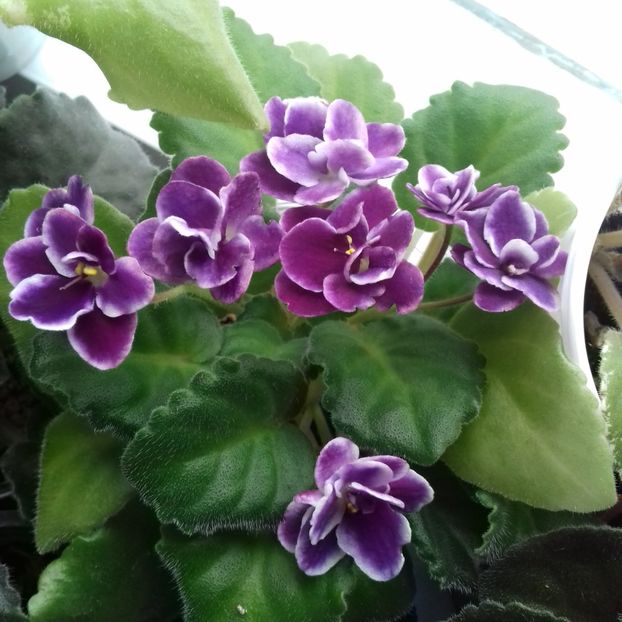  - Florile mele