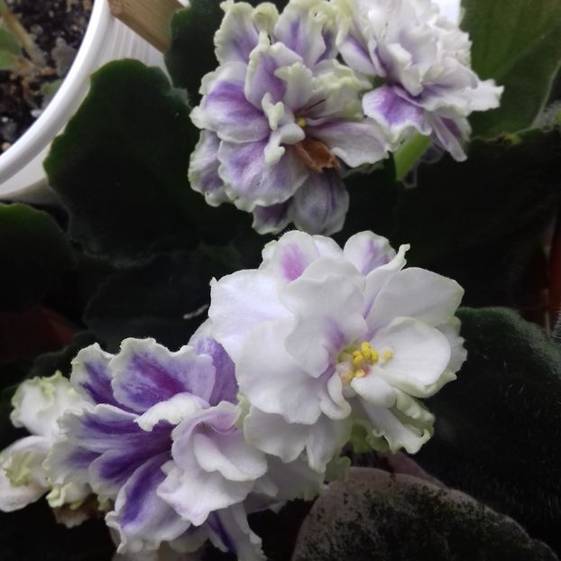  - Florile mele