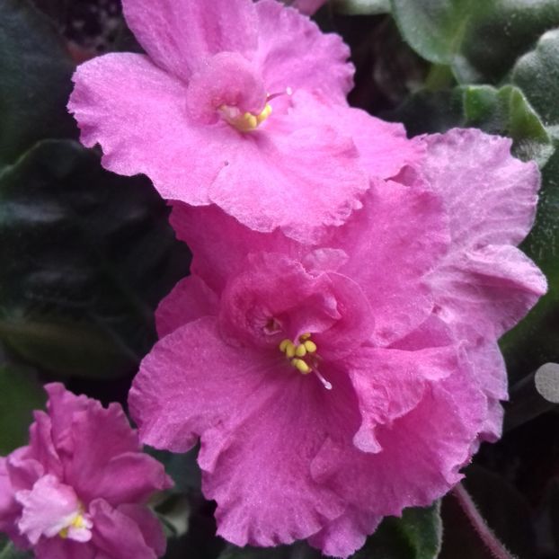  - Florile mele