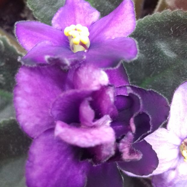  - Florile mele
