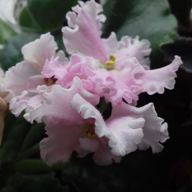  - Florile mele