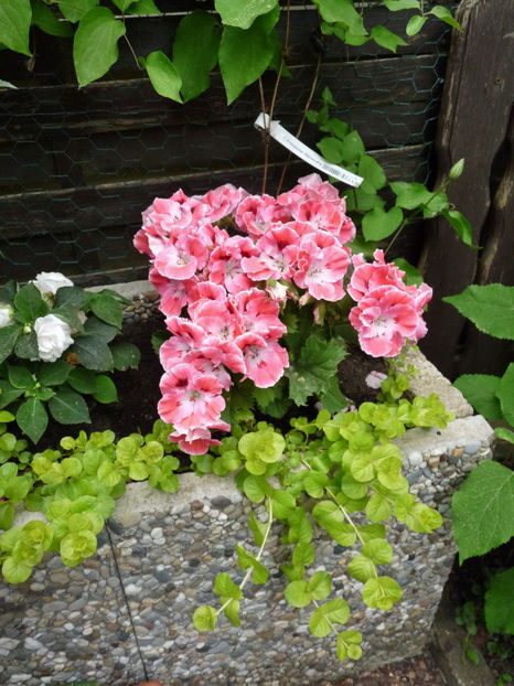  - 2018 - 01 - Primavara