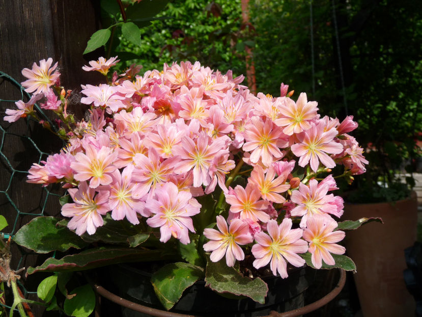  - 2018 - 01 - Primavara