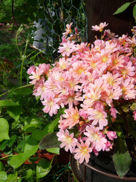  - 2018 - 01 - Primavara