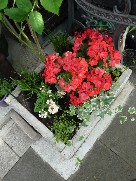  - 2018 - 01 - Primavara