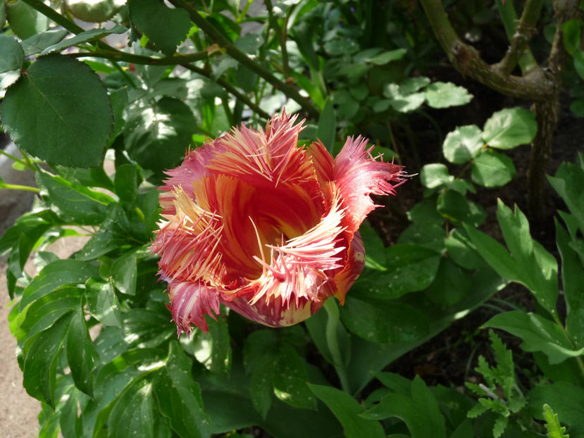  - 2018 - 01 - Primavara