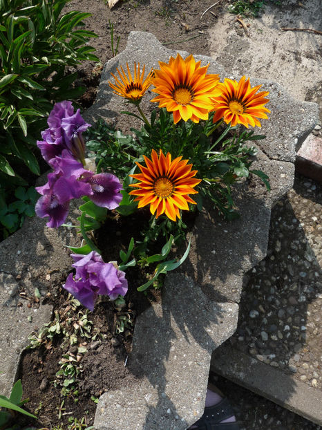  - 2018 - 01 - Primavara