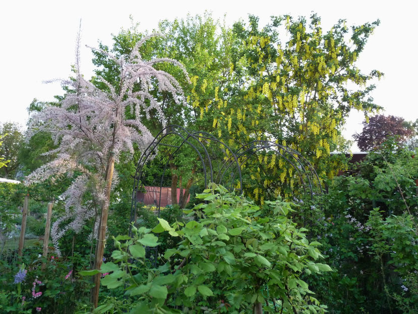  - 2018 - 01 - Primavara