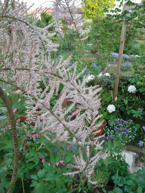  - 2018 - 01 - Primavara