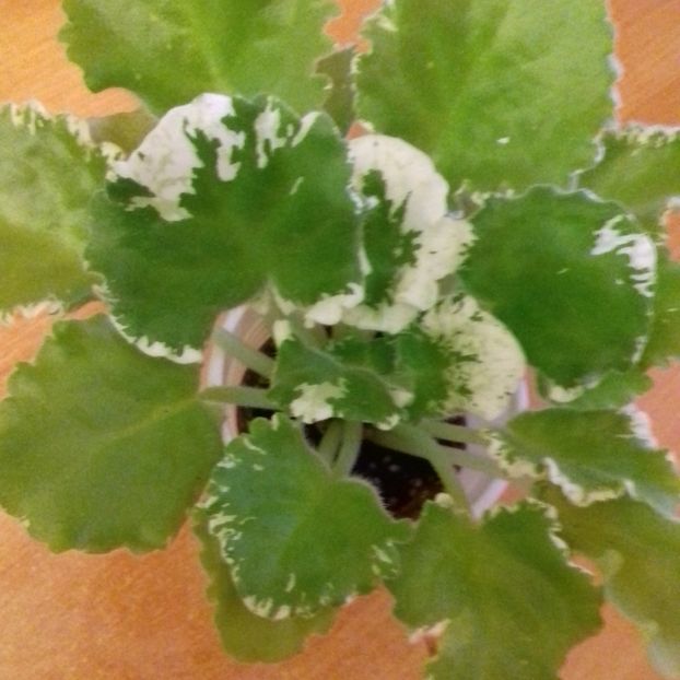  - Florile mele