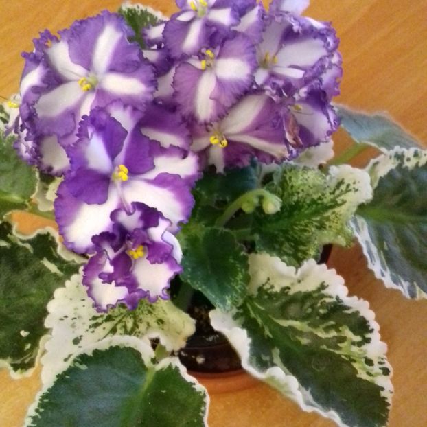 - Florile mele